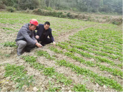 科技赋能产业兴旺 广昌县农业农村局深入中药材基地开展技术指导服务