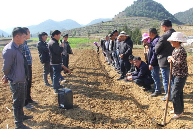 富源老厂镇 中药材木香种植技术现场观摩培训，精准服务助推产业升级