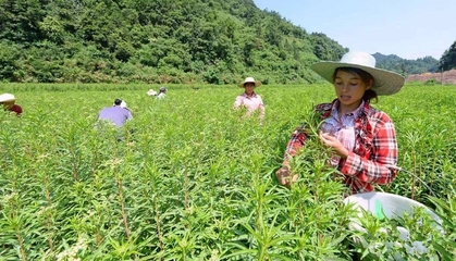 泸州古蔺县 以技术服务为引擎，发展中药材产业，全面助推乡村振兴