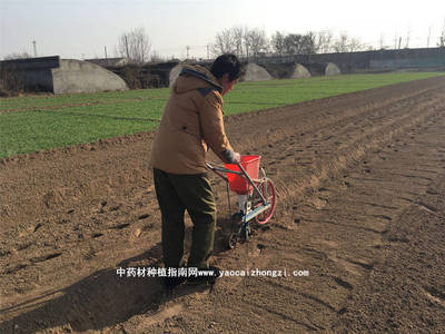 2019年白术种子种植前景预测与技术改良分析