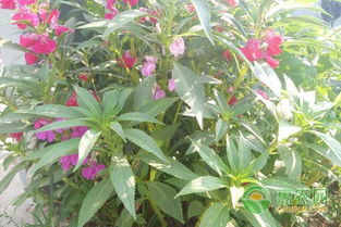 中药材急性子栽培技术及效益分析