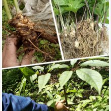 湖南怀化、株洲、张家界竹节参、白三七、野三七种植技术指南