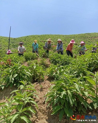 册亨双江镇 科技赋能，扎实推进5000亩中药材种植与技术服务