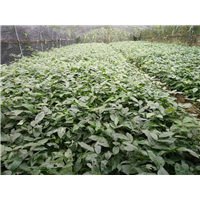 广西山豆根种植 从选苗到致富的全方位指南