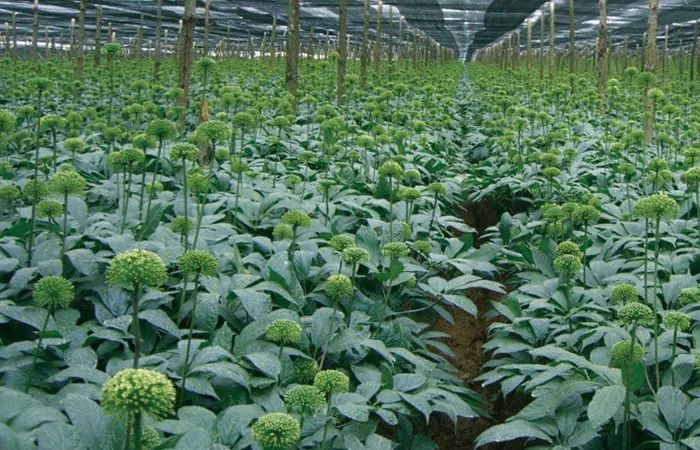 广东省中草药种植业现状与发展趋势 中药材种植技术服务视角