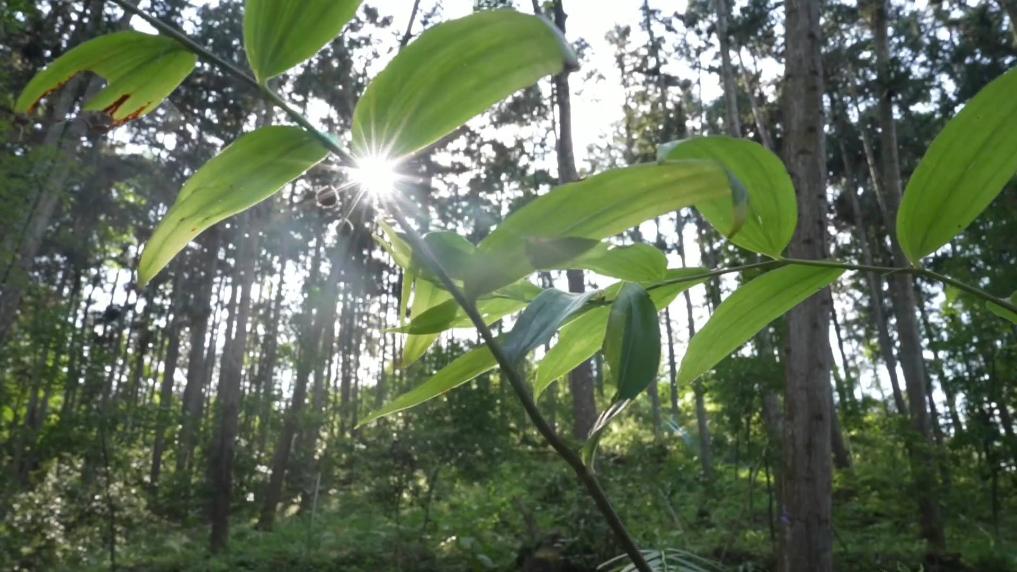 新华视点 | 福建 构建独具山海特色的食物“资源库” 中药材种植技术服务