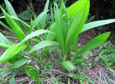 大理白芨种植技术及阿坝中药材种植服务全解析