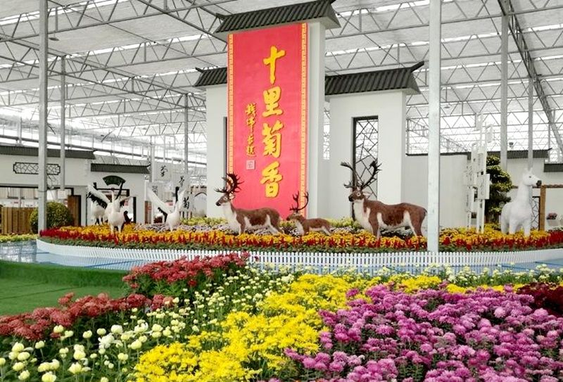 射阳“一朵菊”催生致富产业链 中药材种植技术服务助力乡村振兴