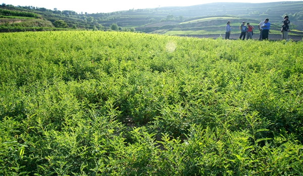 陇山镇:中药材种植开辟“产业扶贫”新路径