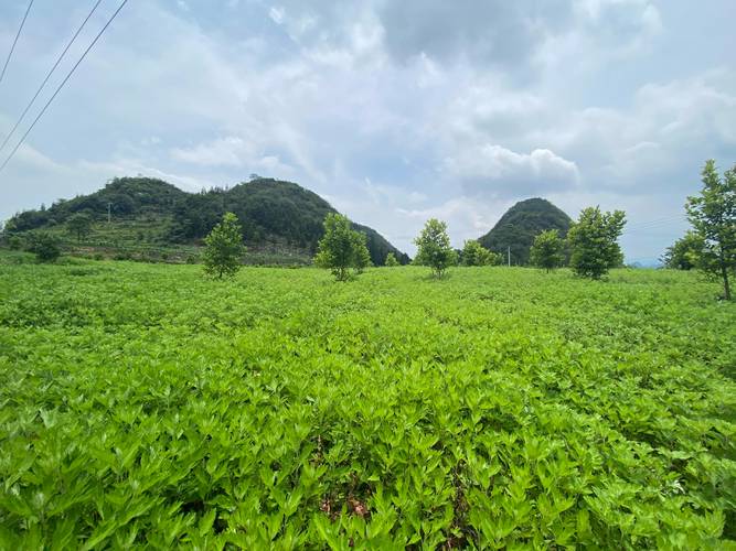 乐群村的中药材种植基地胡吉华说:"面积一共是350亩,采取以短养长的